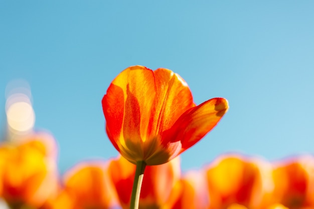 A field of fiery orange tulips in the rays of summer bright daylight
