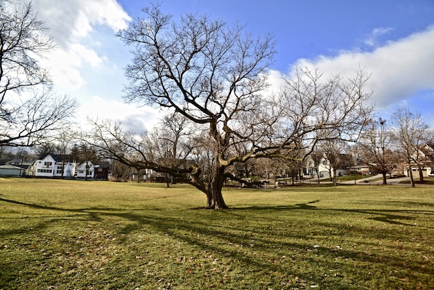 Free photo field full of trees with no leaves and green grass during spring