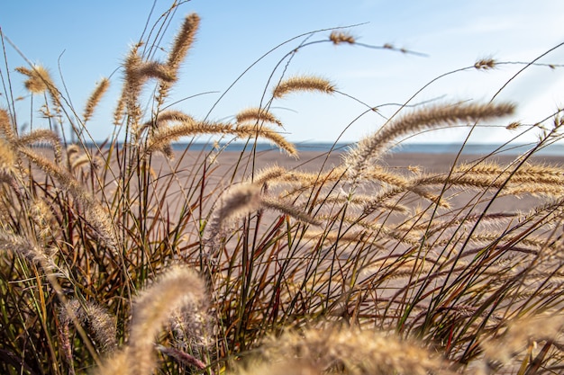 Free photo field grasses in the steppe zone in sunlight close up. summer nature.