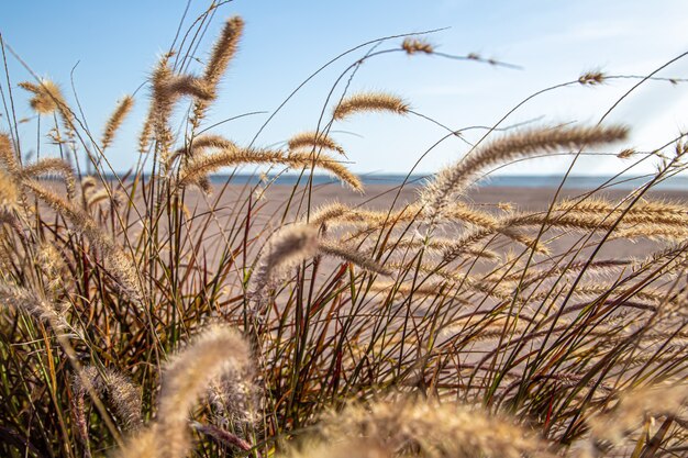 Field grasses in the steppe zone in sunlight close up. Summer nature.