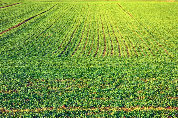 Field of green crop