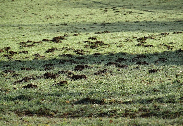 Field of green grass with dirt under the sunlight