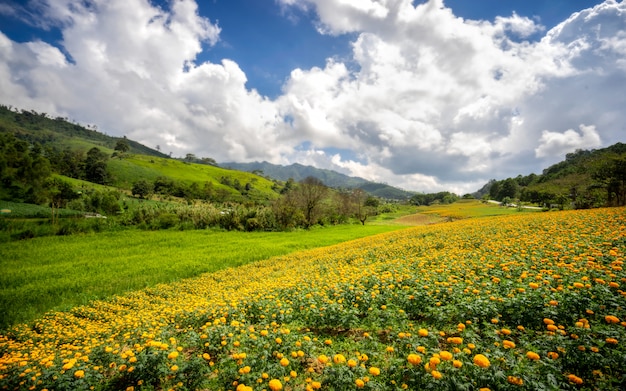 Field of marigold flowers on the hill and green mountain.