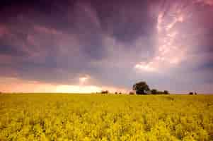 Бесплатное фото Поле желтых цветов с облаками
