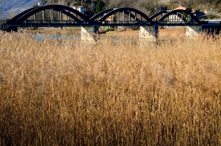 Chicago wheat closes up 8¢ | Wednesday, July 17, 2024 Chicago wheat closes up 8¢ | Wednesday, July 17, 2024