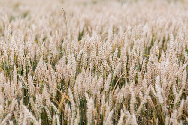 Field of spikes