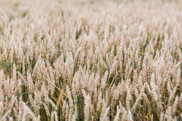 Field of spikes