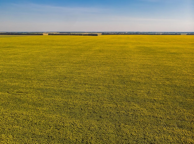 ひまわり畑油糧種子を開花させる農地の航空写真