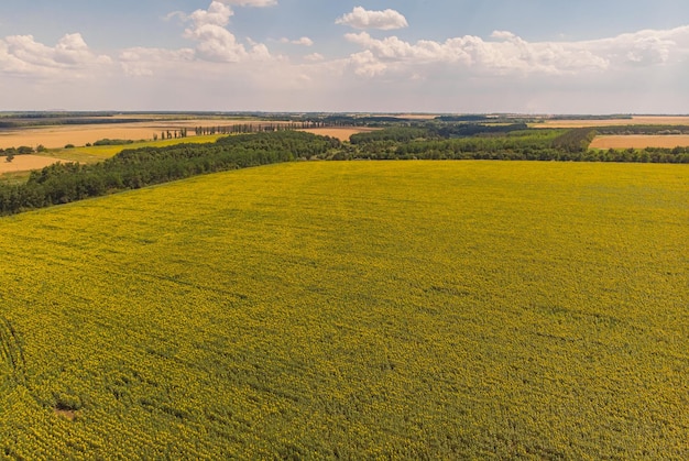 Free photo field of sunflowers aerial view of agricultural fields flowering oilseed