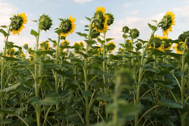 Field of sunflowers plants with blue sky