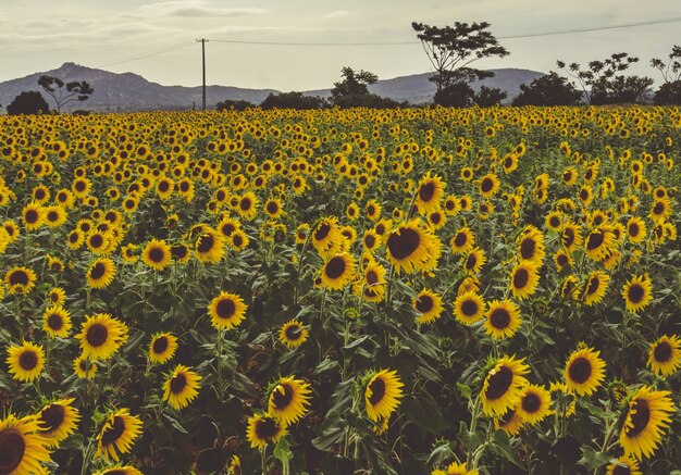 A field of sunflowers