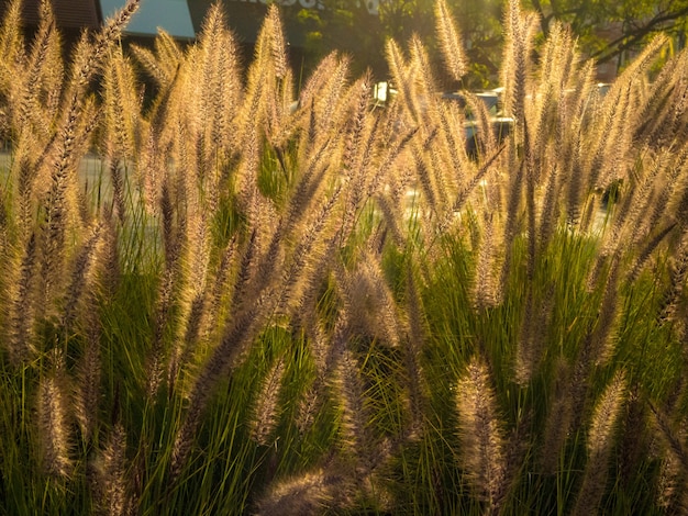 Поле сладкой травы днем - отличный вариант для красивых обоев