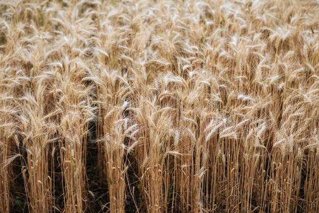поле пшеничной фермы