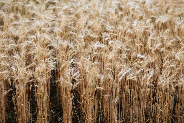 field of wheat farm 