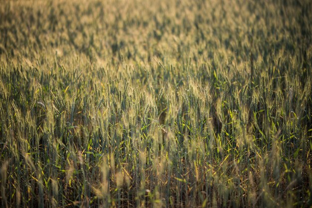 field of wheat farm 