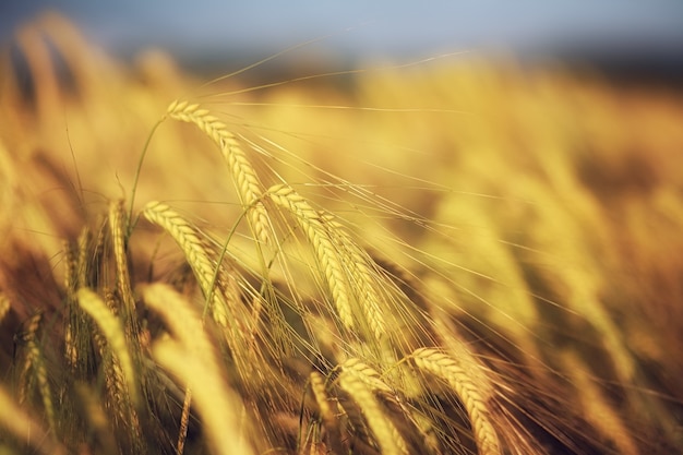 Field of wheat