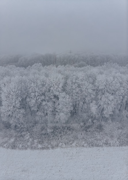 Field and white frozen trees in fog in winter, aerial view from the high