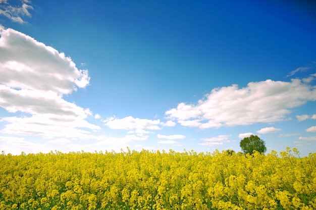 Field with clouds