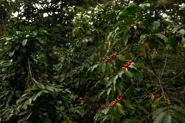과테말라에서 모호한 벽과 햇빛 아래 나뭇 가지에 커피 콩을 가진 필드