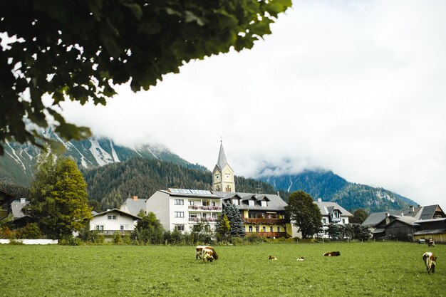 Field with cows in small town in Apls