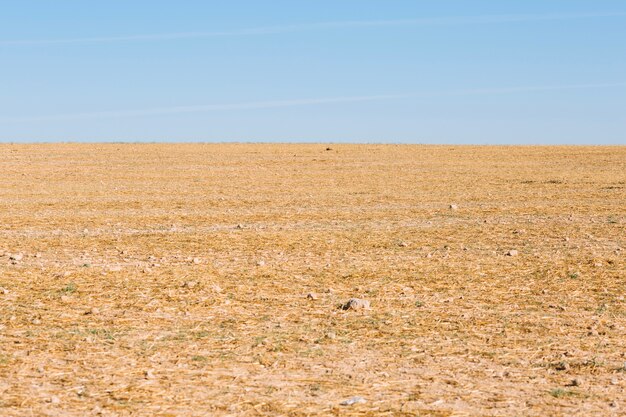 Field with dry grass