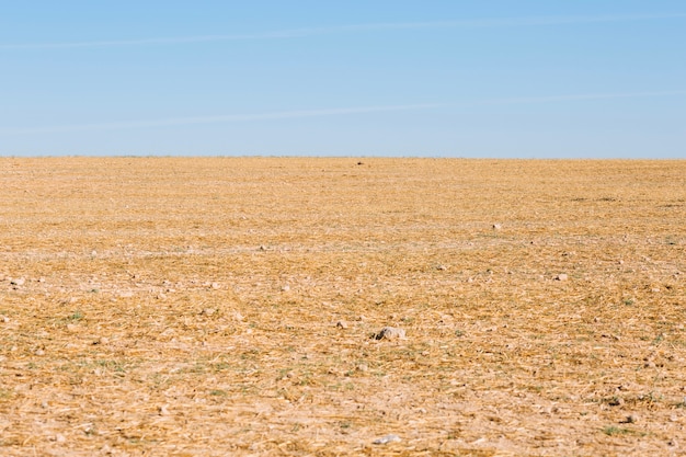 Field with dry grass