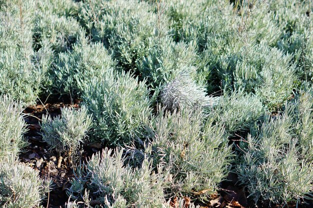 Field with green plants