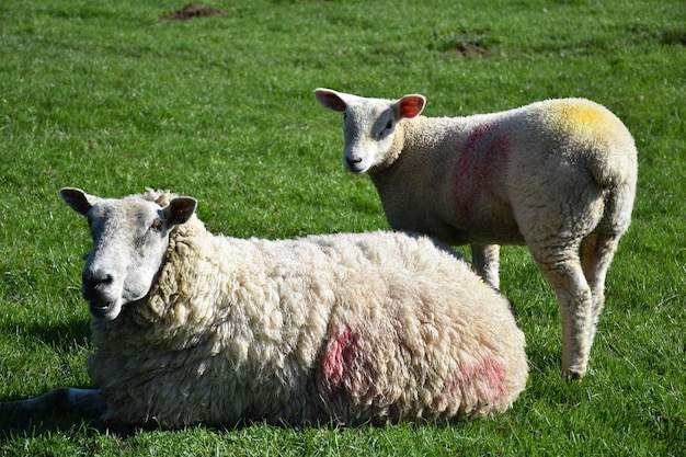 大きな牧草地で春に子羊のいる畑。