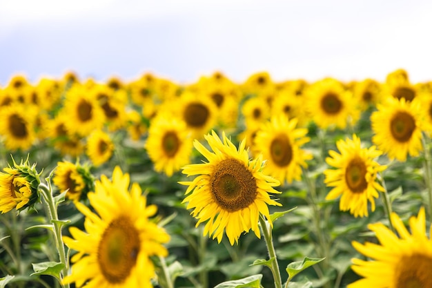 Field with many blooming sunflowers summer concept