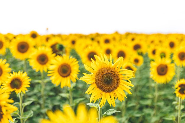 Field with many blooming sunflowers summer concept