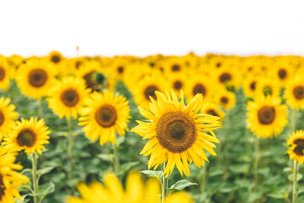 Field with many blooming sunflowers summer concept