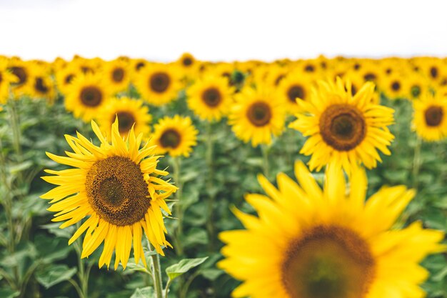 Field with many blooming sunflowers summer concept