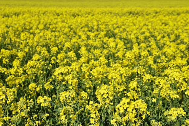 Поле с изнасилованием (Brassica napus) (Brassica napus)