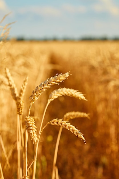 Field with spikelets close up background with wheat spikelets