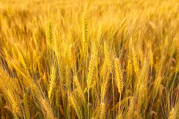 Field with spikelets close up background with wheat spikelets