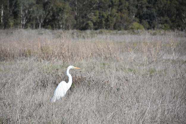 Field with a stunning profile of a great white egret.