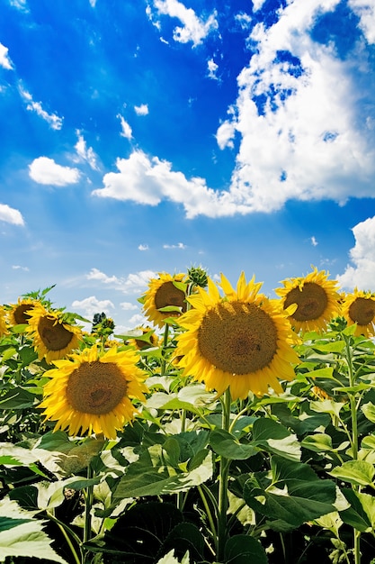 Free Photo field with sunflowers against the blue sky. beautiful landscape