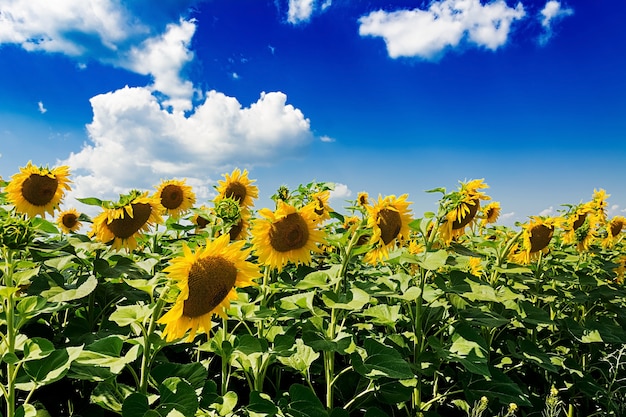 Field with sunflowers against the blue sky. Beautiful landscape