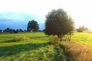 Foto gratuita campo con alberi e l'erba