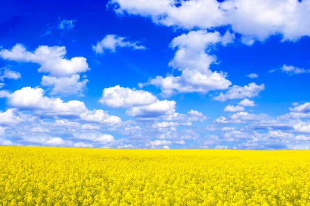 Field with yellow flowers and clouds
