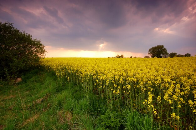 Field of yellow flores at sunset