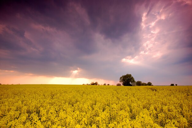 Field of yellow flowers with clouds