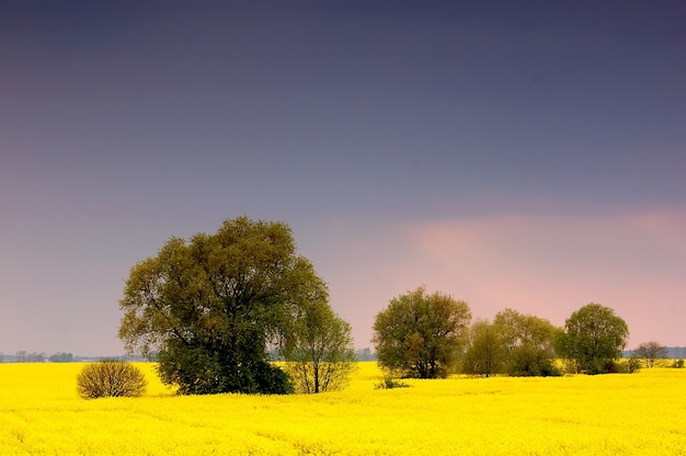 Field of yellow flowers with trees