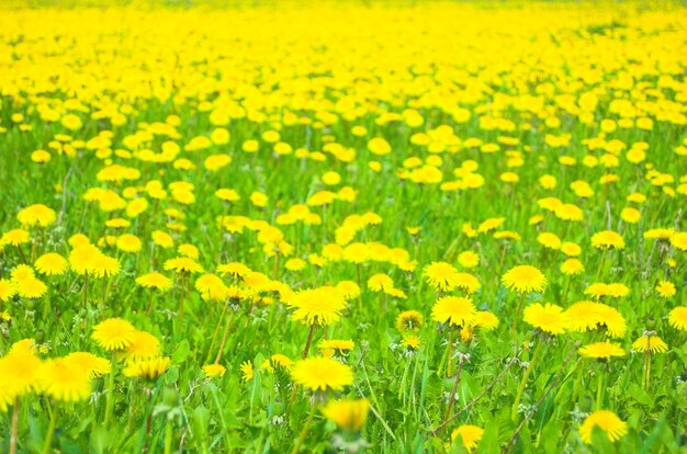 黄色の花のフィールド