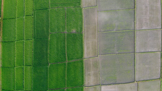 Fields in Bali are photographed from a drone