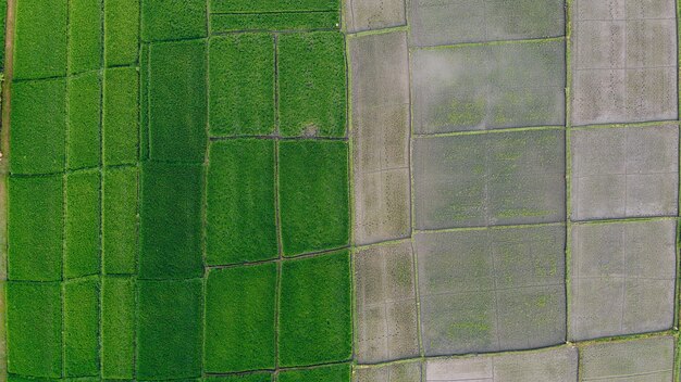 Fields in Bali are photographed from a drone