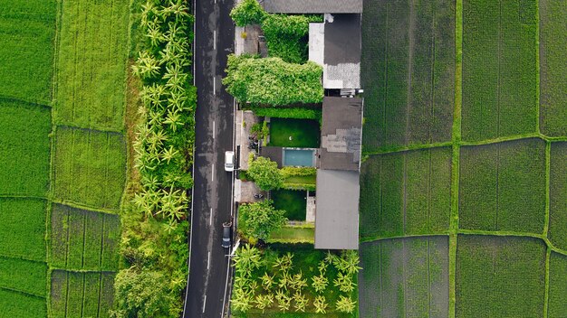 Fields in Bali are photographed from a drone