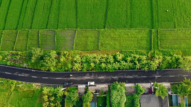 Fields in Bali are photographed from a drone