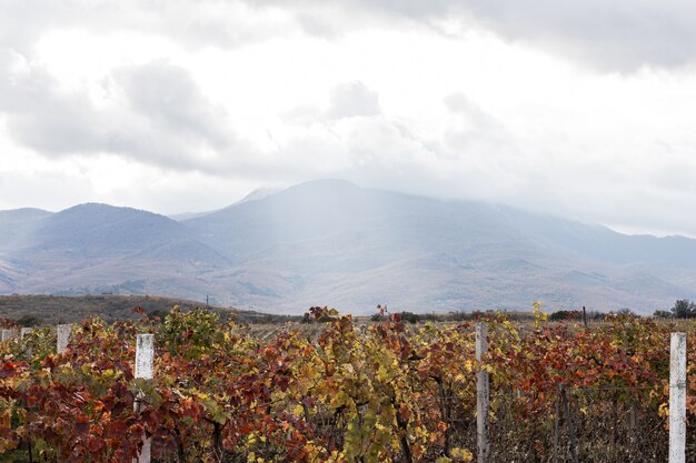 Fields of vines and cloudy day