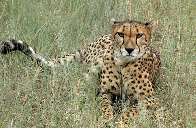 Fierce cheetah lying in the middle of a grass field